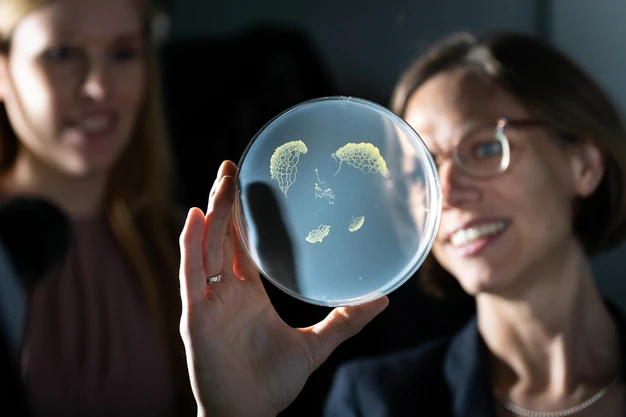 Colour photo of a person looking through a petri dish